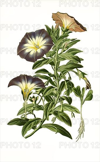 Dwarf morning-glory