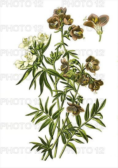 Greek valerian