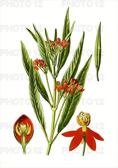 Asclepias curassavica