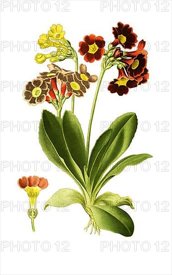 Auricula