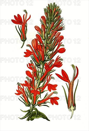 Lobelia cardinalis