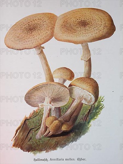 Mushroom