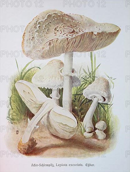 Mushroom