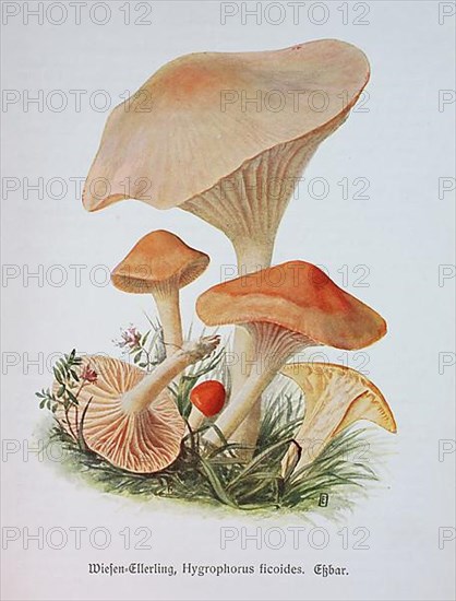 Mushroom