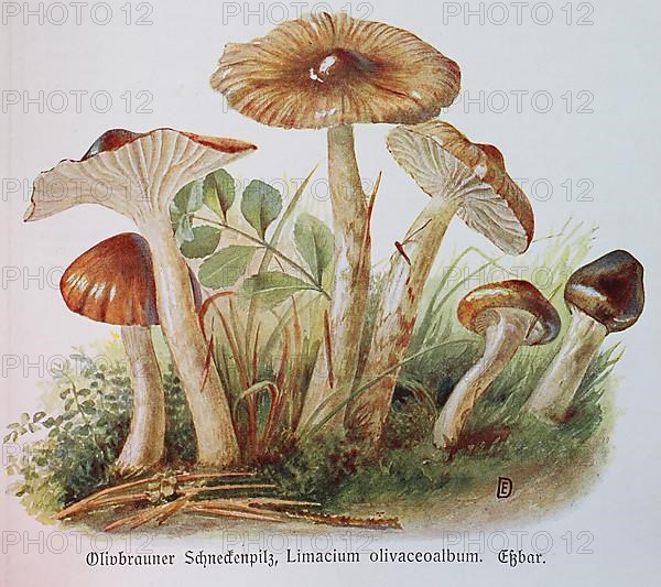 Mushroom