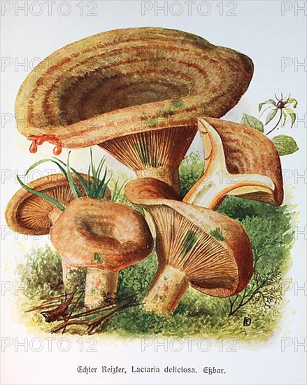 Mushroom