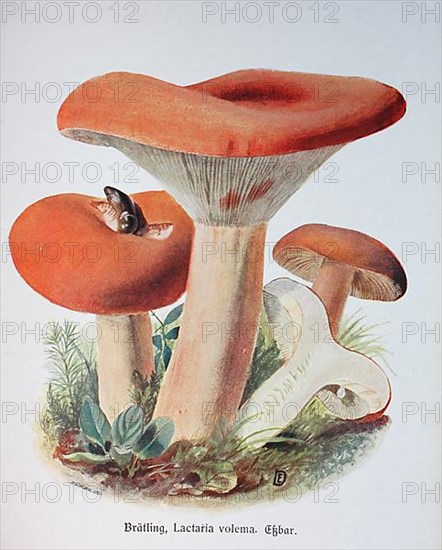 Mushroom