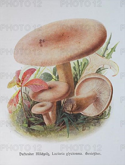 Mushroom