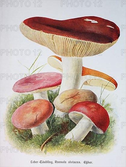 Mushroom