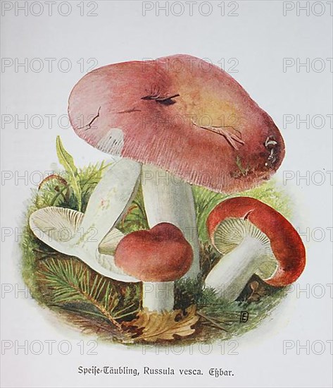 Mushroom