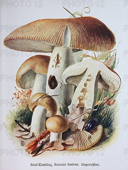 Mushroom