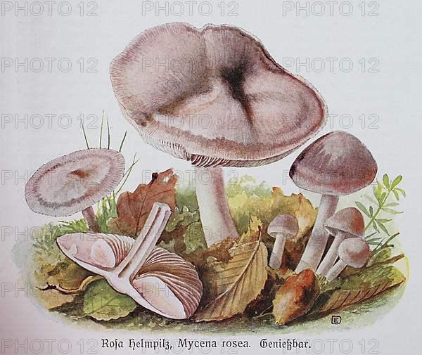 Fungus