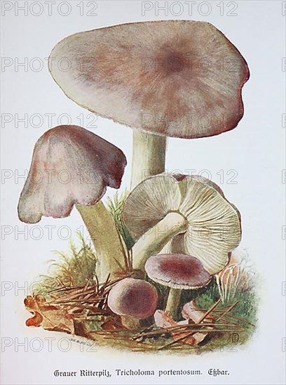 Mushroom