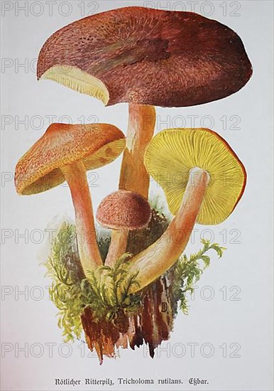 Mushroom