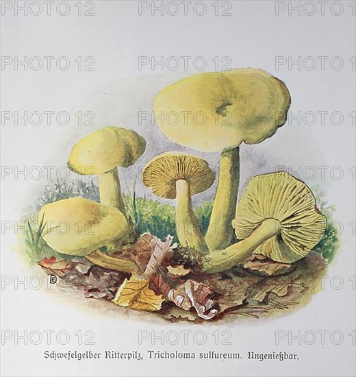 Mushroom