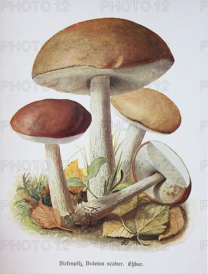 Mushroom