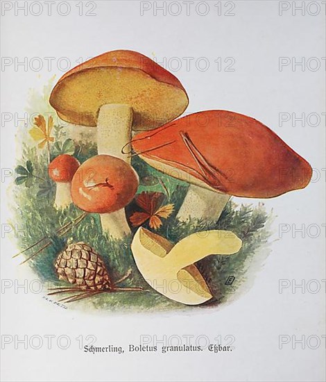 Mushroom