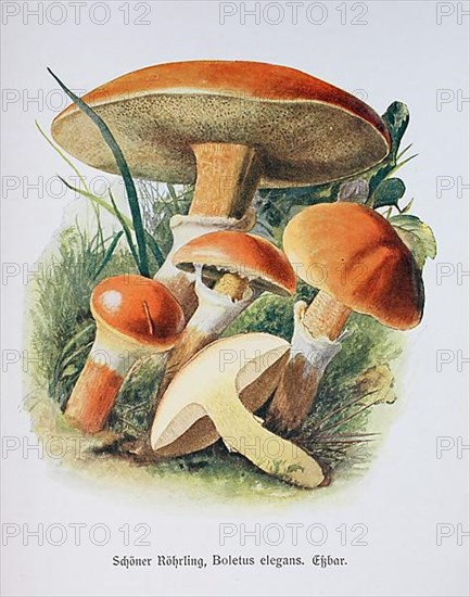 Mushroom