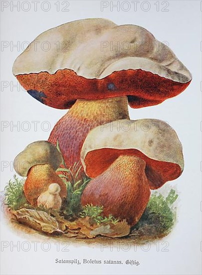 Mushroom