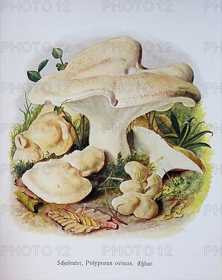 Mushroom