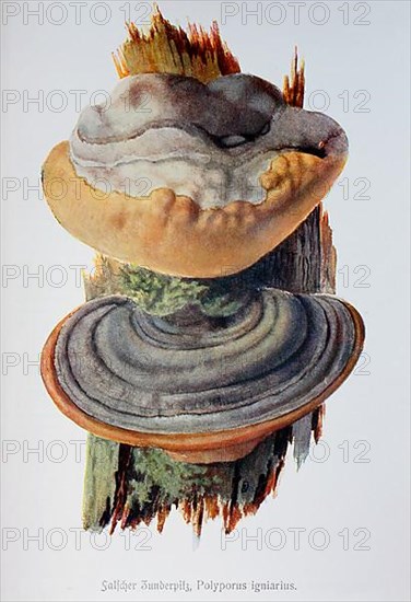 Mushroom