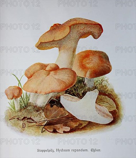 Mushroom