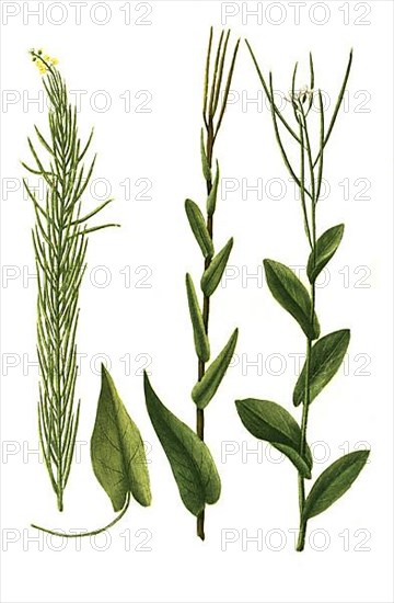 Sylvestris turritis