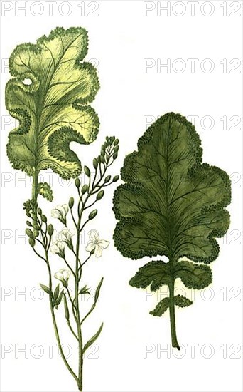 Crambe dicta foliis crispis