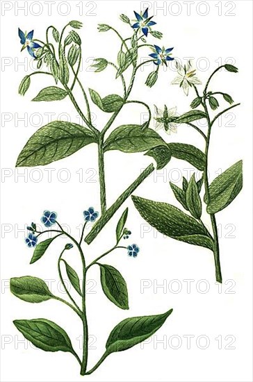 Borrago hispanica sempervirens and Borrago floribus caeruleis sempervirens and Borrago flore albo