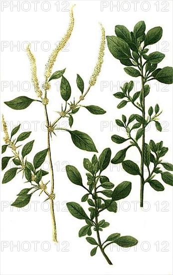 Blitum album minus and Blitum africanum polygonoides