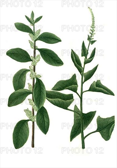 Blitum bonus hendricus foliis glabris