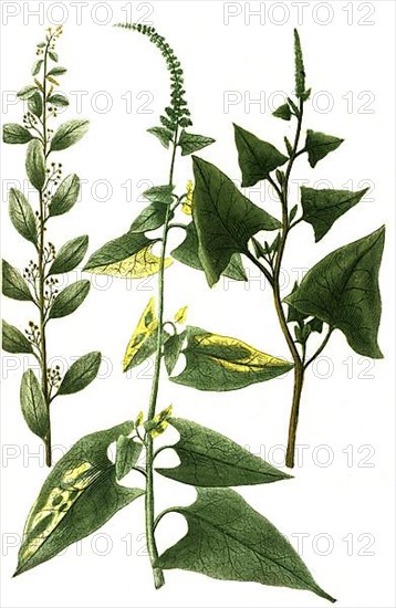 Blitum polyspermon dictum