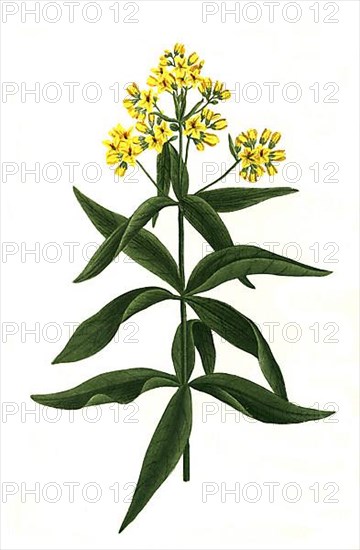 Tall yellow loosestrife