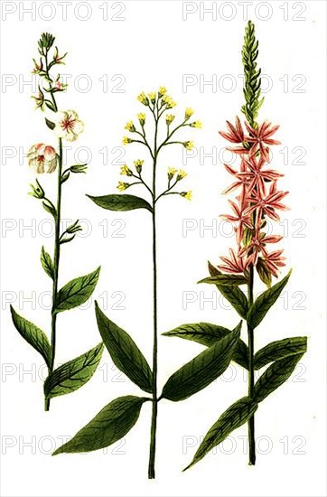 Variants of the plant genus mullein