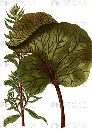 Beta rubra vulgaris