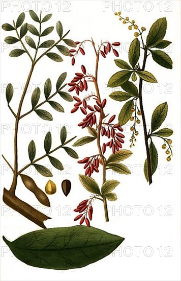 Benzoiniferum folium and Berberis