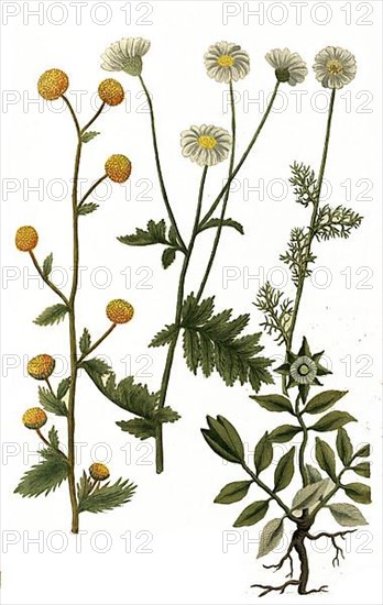 Bellis leucanthema tanaceti foliis and Bellis spinosa cretica and eastern woolly lemur