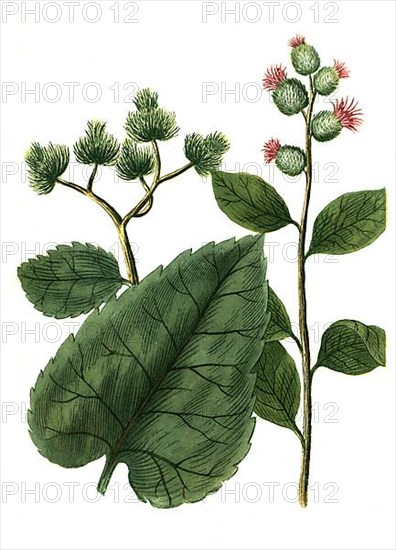 Bardana major vulgaris