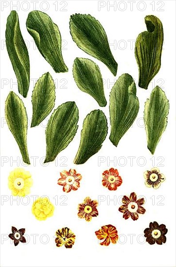 Variants of the least primrose