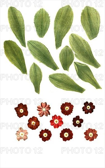 Variants of the least primrose