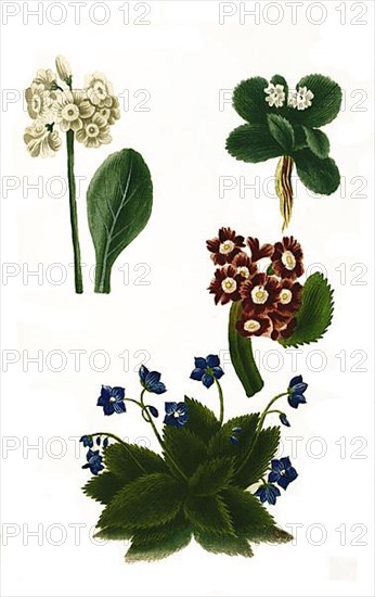 Variants of the least primrose