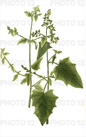 Atriplex foetida seu vulvaria