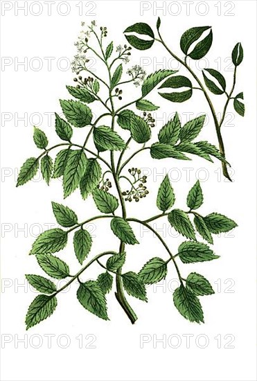 Angelica baccifera Canadensis