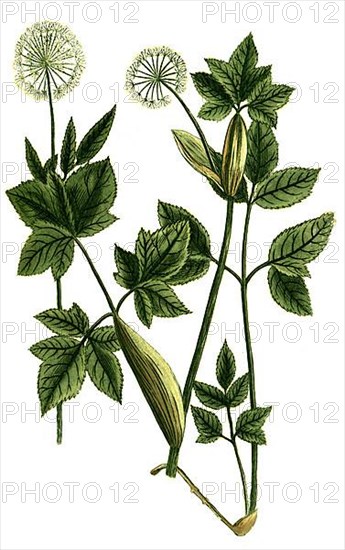 Angelica erratica podagraria