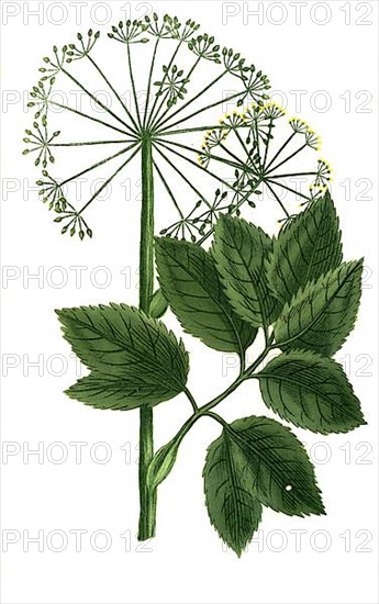 Angelica sativa