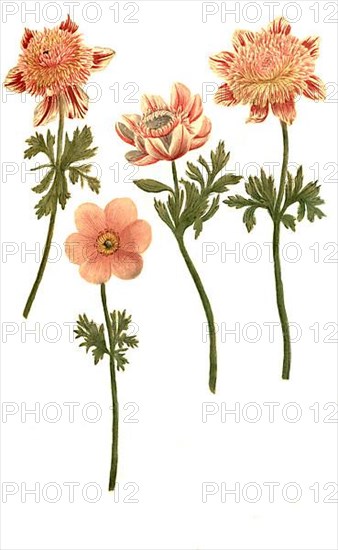 Broad leaved anemone