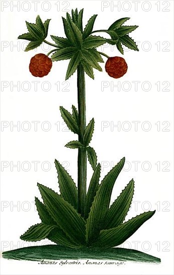 Pineapple silvestris