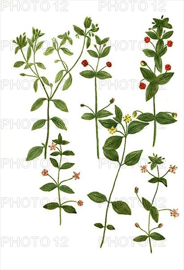 Anagallis vulgaris