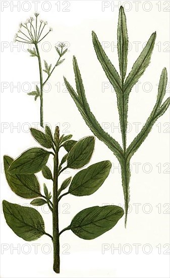 Vulgaris sylvestris