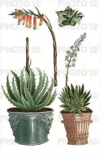 Aloe africana foliis glaucis margine